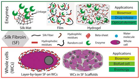 Silk Fibroin: Unveiling the Potential of a Biocompatible and Biodegradable Wonder Material for Tissue Engineering Applications!